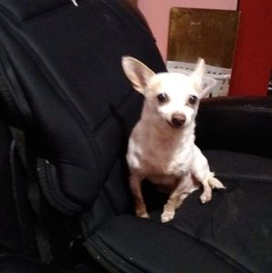 Meet your Posher, Debbie